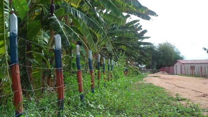 Plantação de Banana é marca registrada na agricultura do Cardoso (Foto: Fagner Leandro)