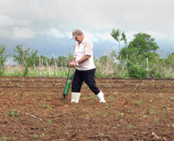 Com a terra molhada, agricultor do distrito de Barreiras, em Iguatu, faz o plantio do milho, com a esperança de que as chuvas se prolongarão no próximo mês. Na madrugada de ontem, a região obteve as maiores precipitações FOTO: HONÓRIO BARBOSA
