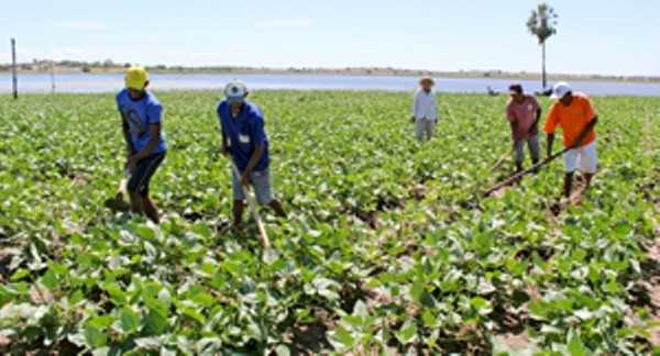 Com o uso de aspersores, a lavoura tem sido produtiva para os agricultores FOTO: HONÓRIO BARBOSA