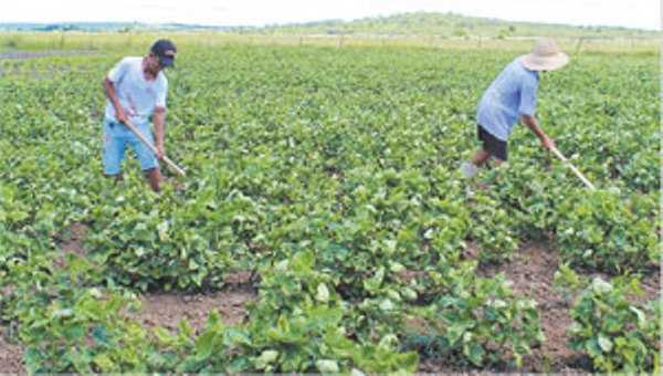Plantio de feijão na localidade de Serrote, zona rural de Iguatu, município onde os agropecuaristas ainda estão encontrando dificuldades para obtenção da nova modalidade de financiamento da agricultura FOTO: HONÓRIO BARBOSA
