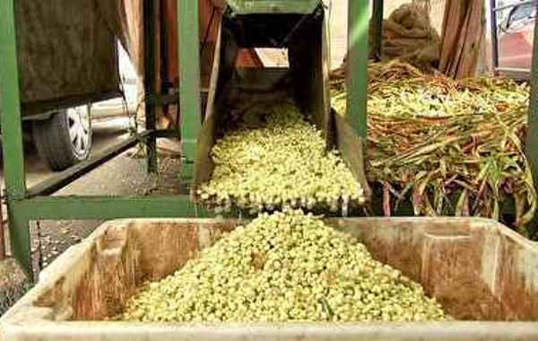 O preço do feijão verde passou de R$ 10,00 para R$ 3,00 o quilo. Vendedores de feijão chegam a vender 4 mil quilos do produto por dia.