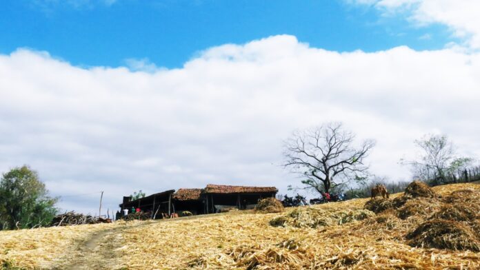 Engenho de cana de açúcar no sítio junco, zona rual de Iguatu, ceará foto jan messias