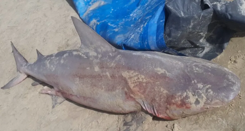 Pescador é detido por matar tubarão 'vulnerável a extinção' em